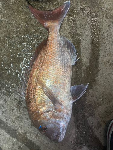 タイの釣果