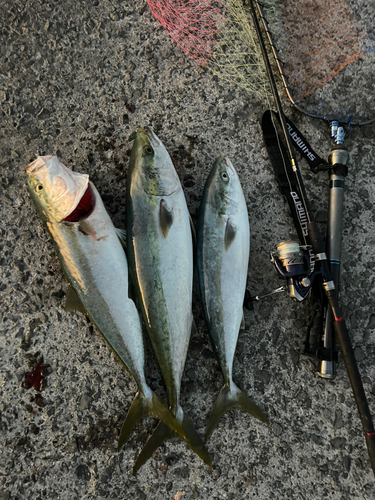 メジロの釣果