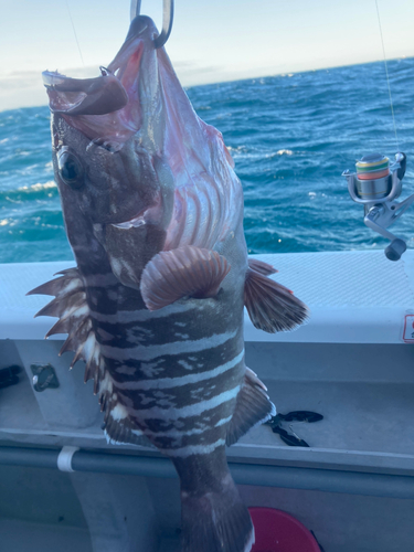 マハタの釣果