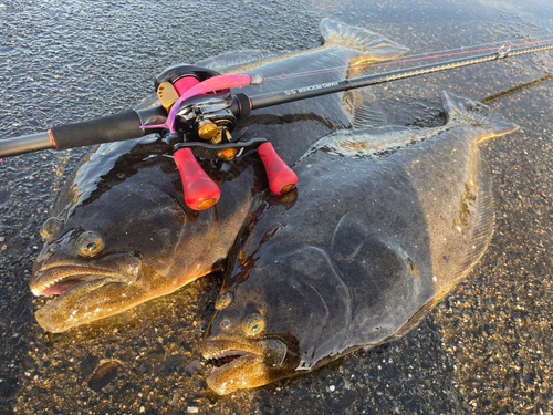 ヒラメの釣果