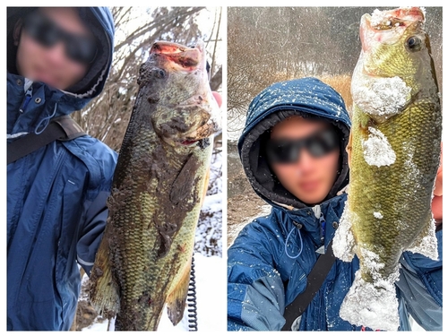 ブラックバスの釣果