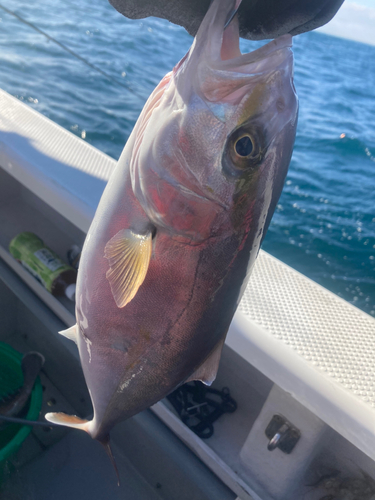 ショゴの釣果