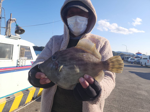 カワハギの釣果