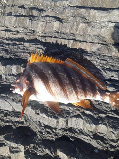 タカノハダイの釣果