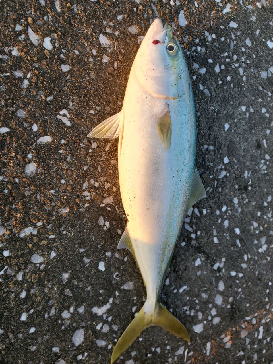 ハマチ