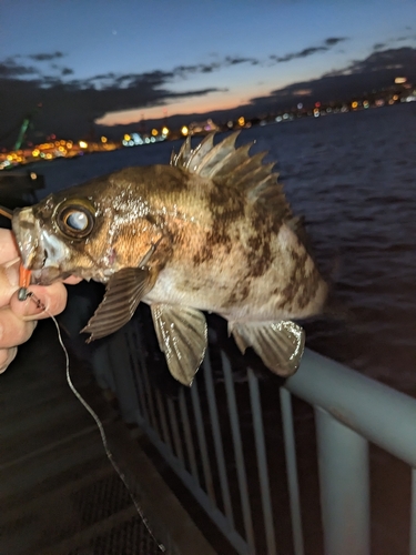 メバルの釣果