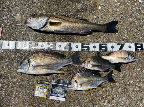 チヌの釣果