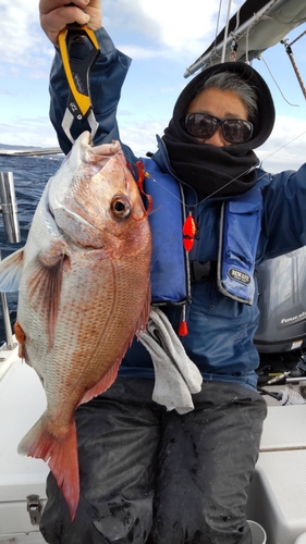 マダイの釣果