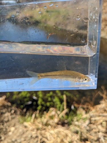 タモロコの釣果