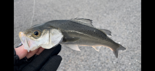 ソイの釣果