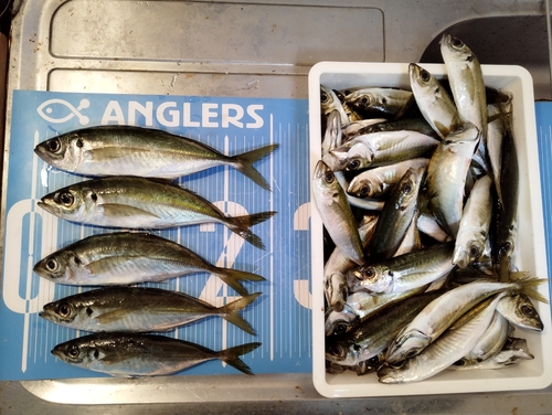 アジの釣果