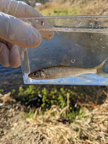 オイカワの釣果