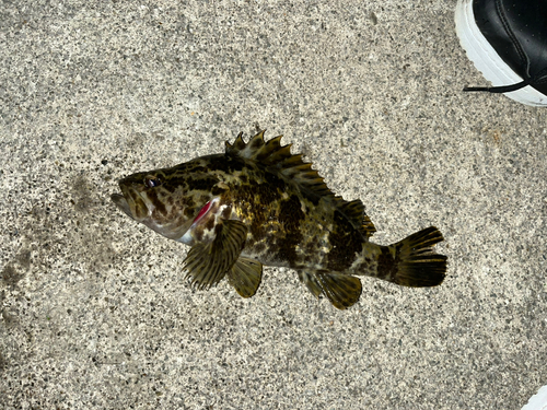 タケノコメバルの釣果