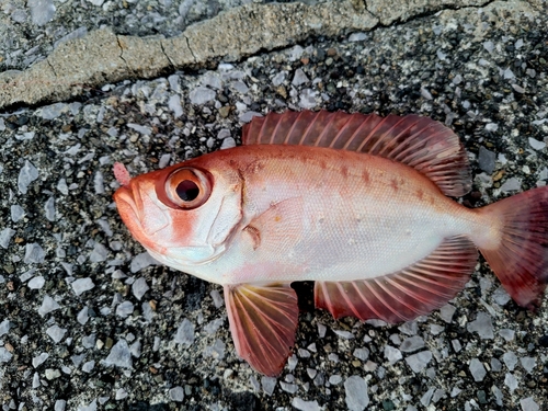 ホウセキキントキの釣果