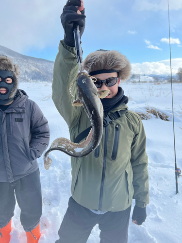 ナマズの釣果