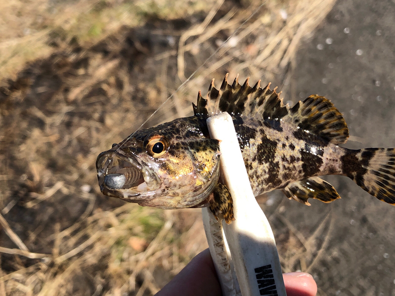 タケノコメバル