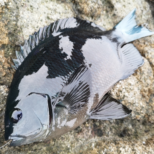 クチブトグレの釣果