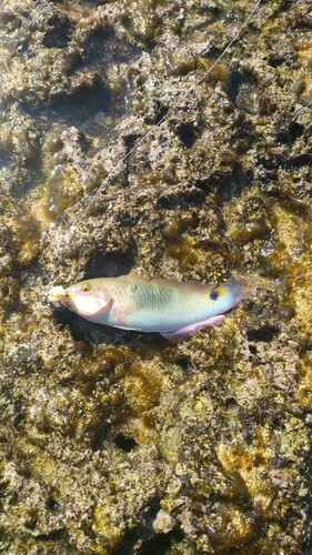 ベラの釣果