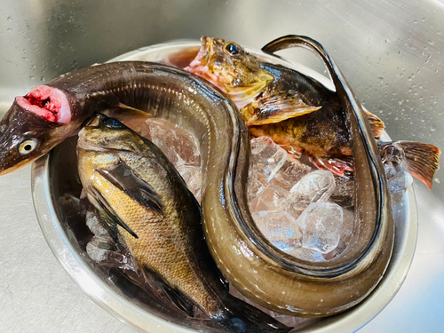 マアナゴの釣果