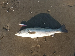 スズキの釣果