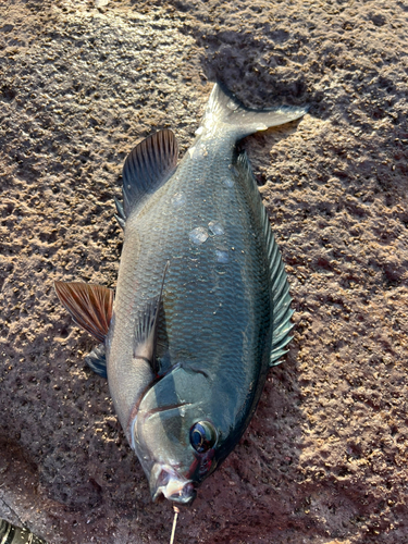 クロの釣果