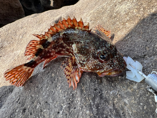 アラカブの釣果