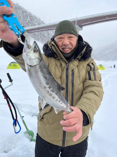 サクラマスの釣果