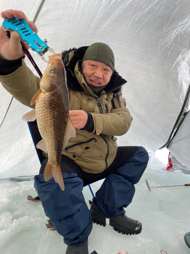 ヘラブナの釣果