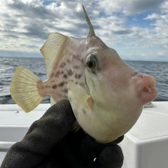 カワハギの釣果