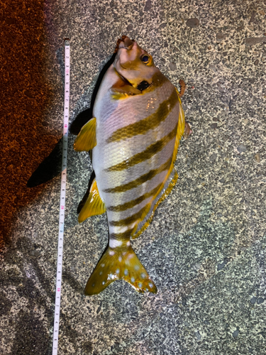 タカノハダイの釣果