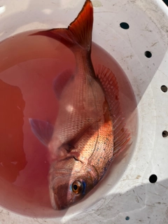 マダイの釣果