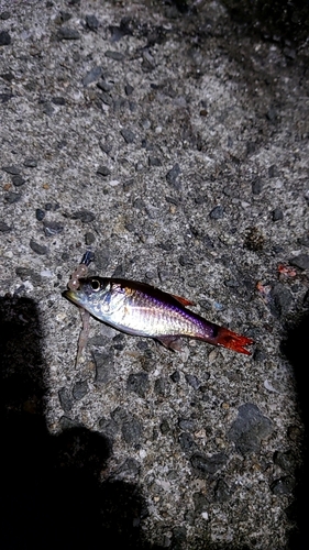 ネンブツダイの釣果