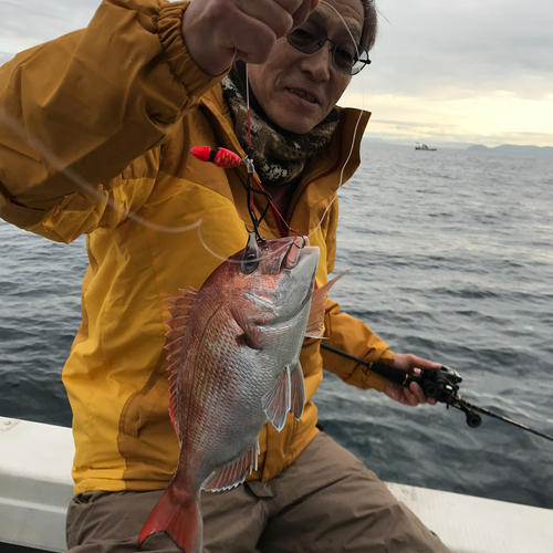 マダイの釣果