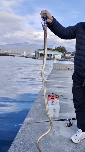 ダイナンウミヘビの釣果