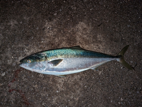 ハマチの釣果