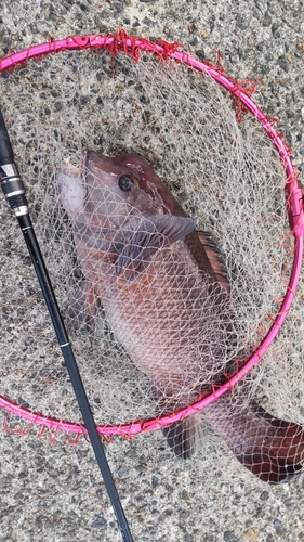 コブダイの釣果