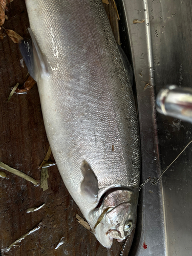 ニジマスの釣果