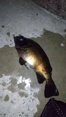 クロメバルの釣果