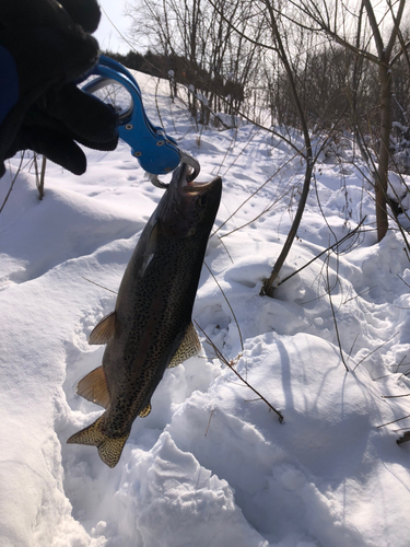 ニジマスの釣果