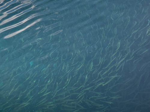 カマスの釣果