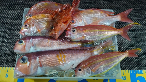 アマダイの釣果