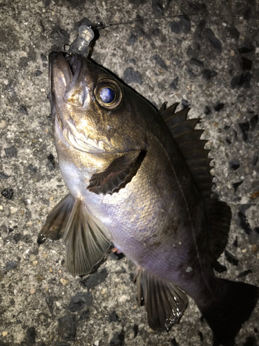 メバルの釣果