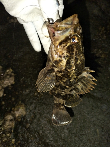 タケノコメバルの釣果