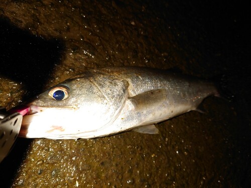 マルスズキの釣果