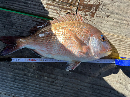 マダイの釣果