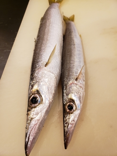 カマスの釣果