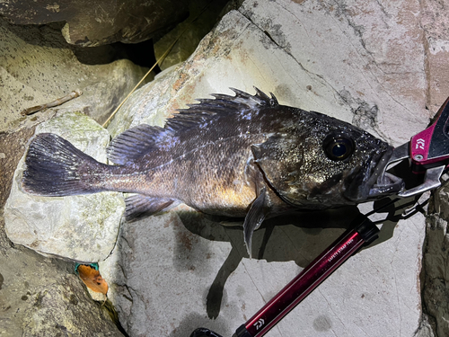 クロソイの釣果