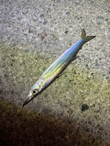 カマスの釣果