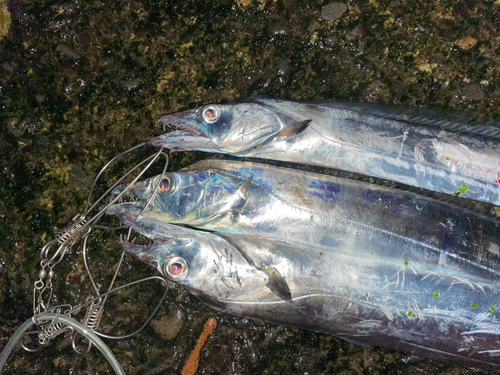 タチウオの釣果