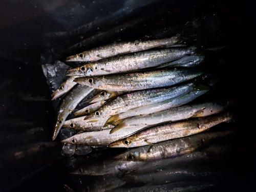 カマスの釣果